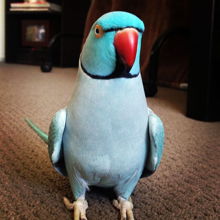 a blue bird with a red beak sitting on the floor