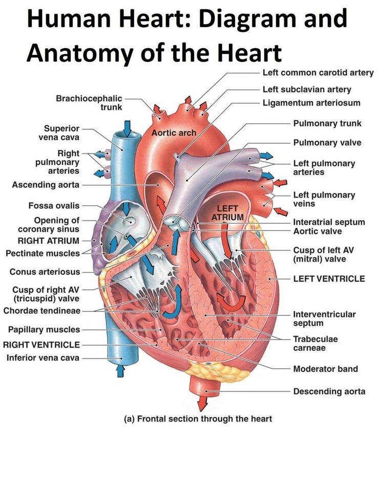 the human heart diagram and anatomy of the heart