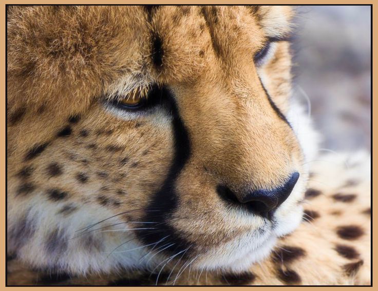 a cheetah is resting its head on the ground