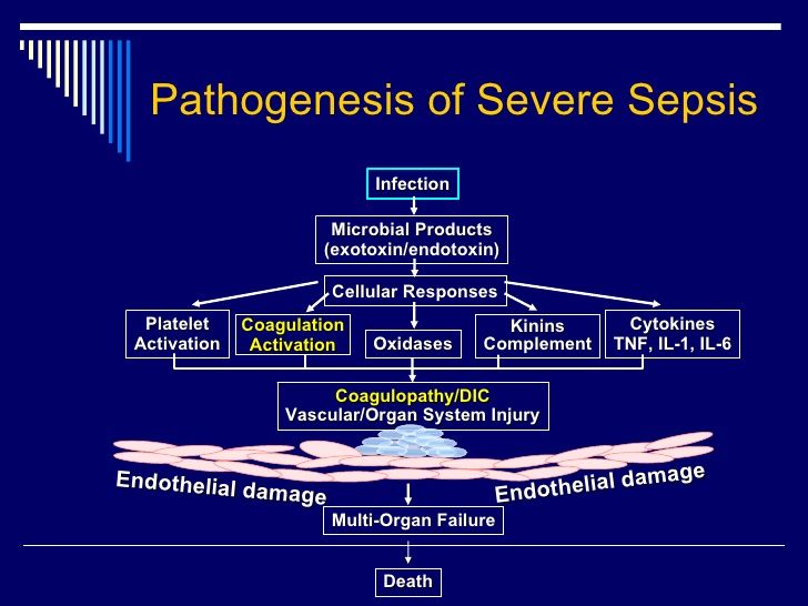 Severe Sepsis [MOD] Pathophysiology Nursing, Septic Shock, Organ System, Palliative Care, Medicine Doctor, Critical Care, Flow Chart, Medical Science, Nurse Life