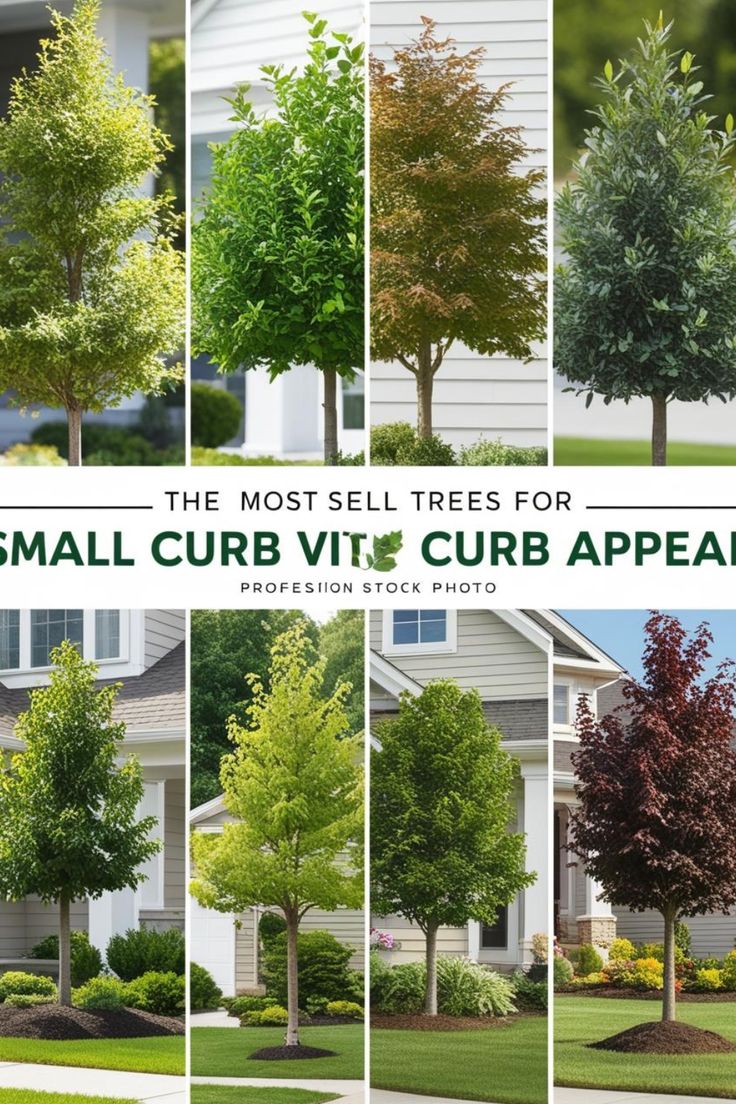 the most trees for small cubvit curb appeal