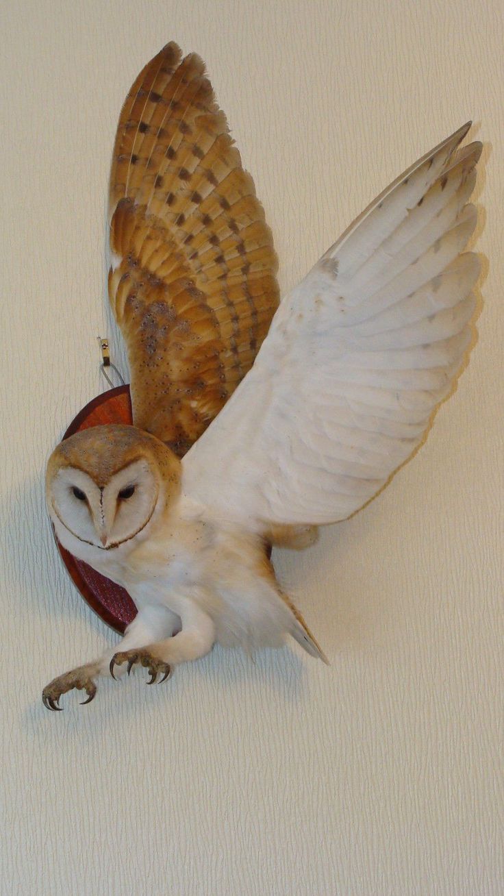 an owl figurine is hanging on the wall