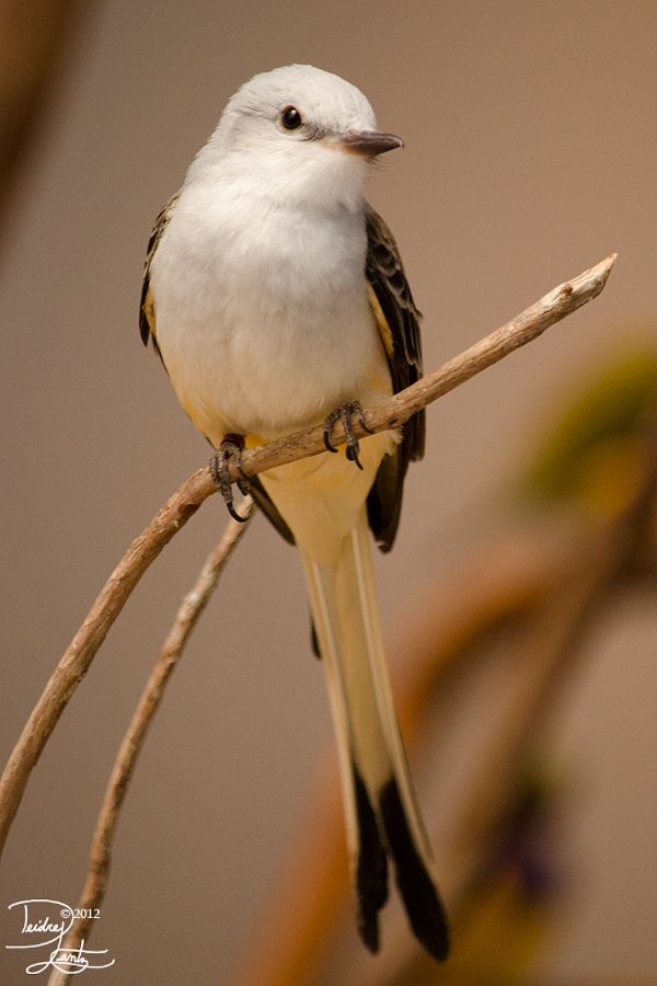 a small bird sitting on top of a tree branch