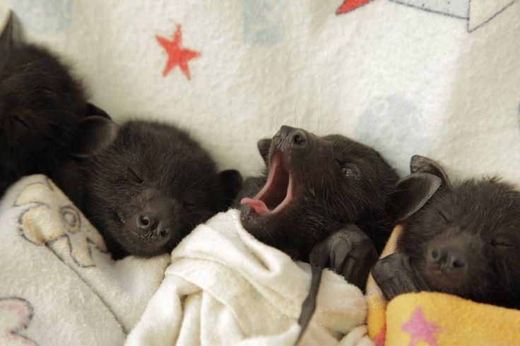 two baby black bears are laying on a blanket and yawning