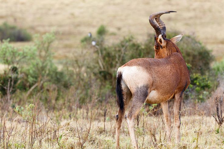 an antelope standing in the middle of a field