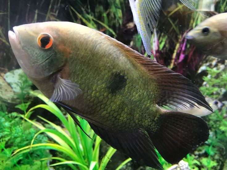 two fish swimming in an aquarium with plants and algaes around the water's edge