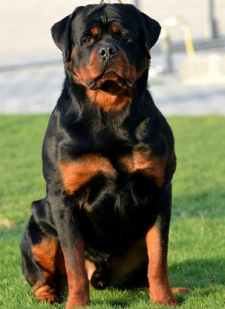 a large black and brown dog sitting in the grass