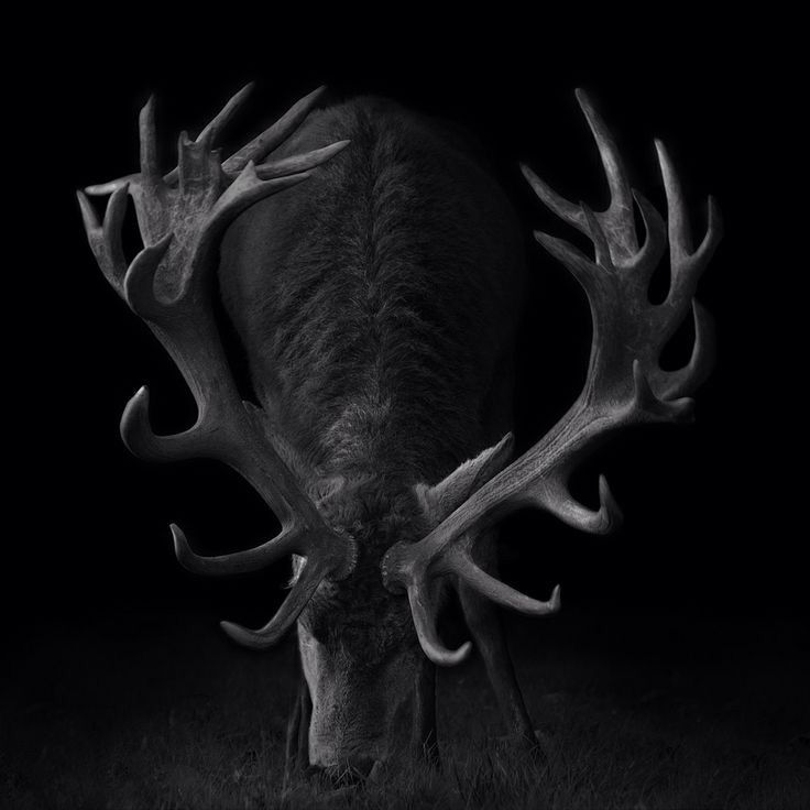 an animal with antlers on it's back grazing in the grass at night