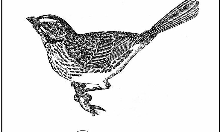 a black and white drawing of a bird sitting on top of a tree branch, vintage line drawing or engraving