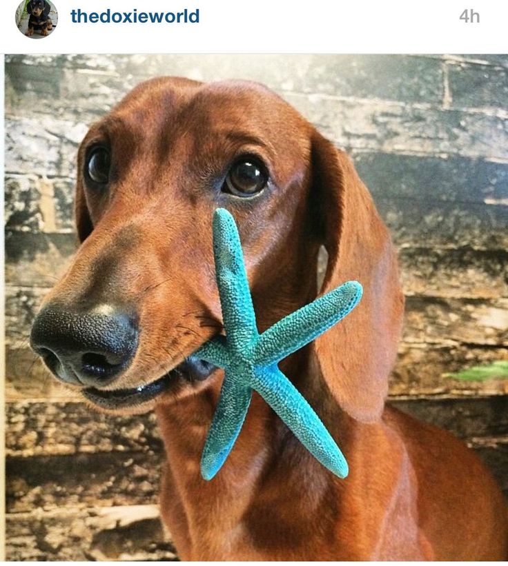 a dachshund holding a starfish toy in its mouth