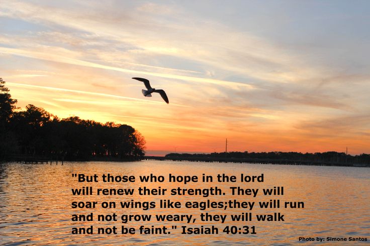 a bird flying over the water with a sunset behind it and a bible verse written below