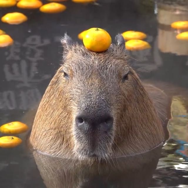 Capybara 💞 | Капибара, Милые животные, Фотографии животных