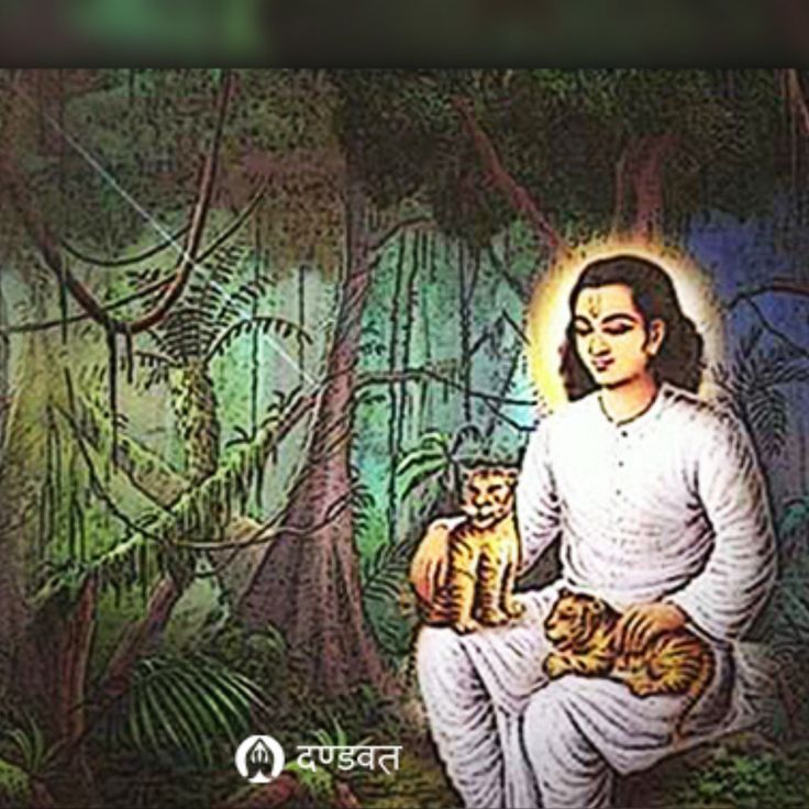 an image of a man sitting in the woods with two cats