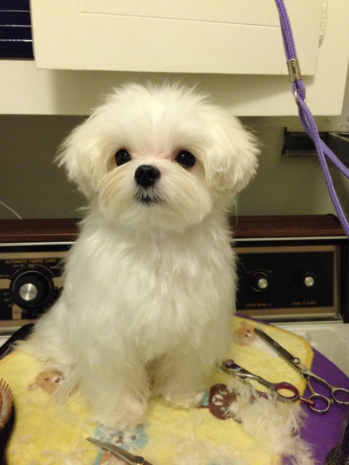 a small white dog sitting on top of a purple cushion next to a leash and collar