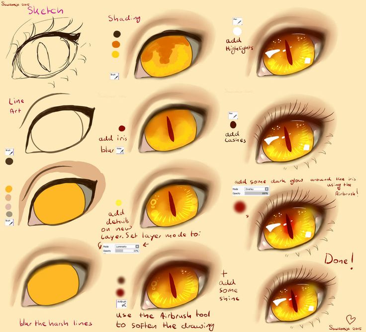 an image of the different types of eyes