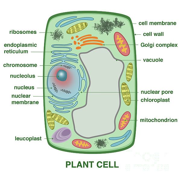 the structure of a plant cell is shown in this diagram, with all its components labeled