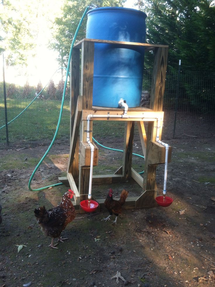 two chickens are standing in the dirt near a large blue barrel and a water hose