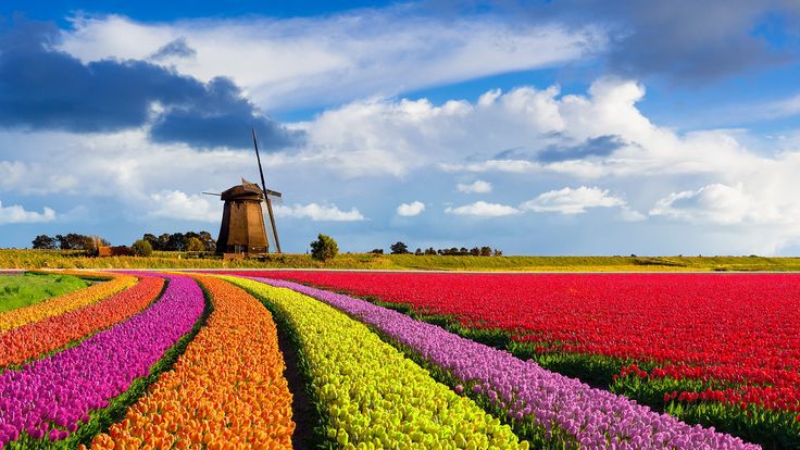 a field full of colorful flowers with a windmill in the background