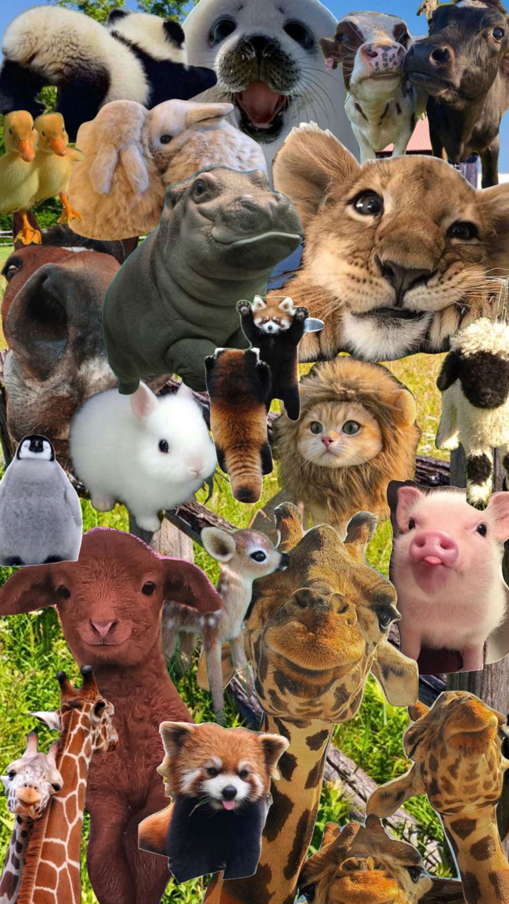 a collage of different types of animals