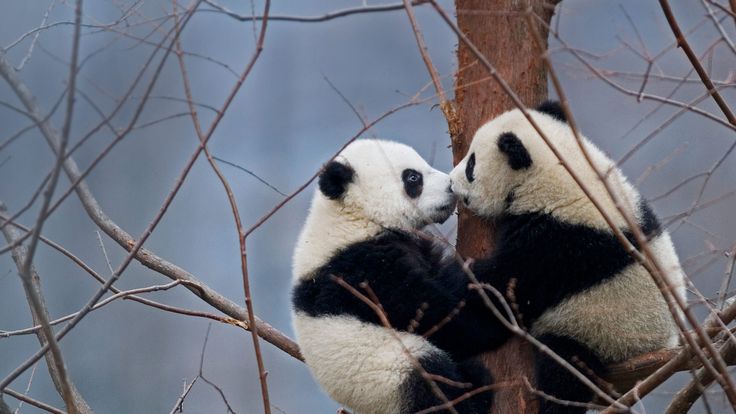 two black and white pandas sitting on top of a tree branch kissing each other