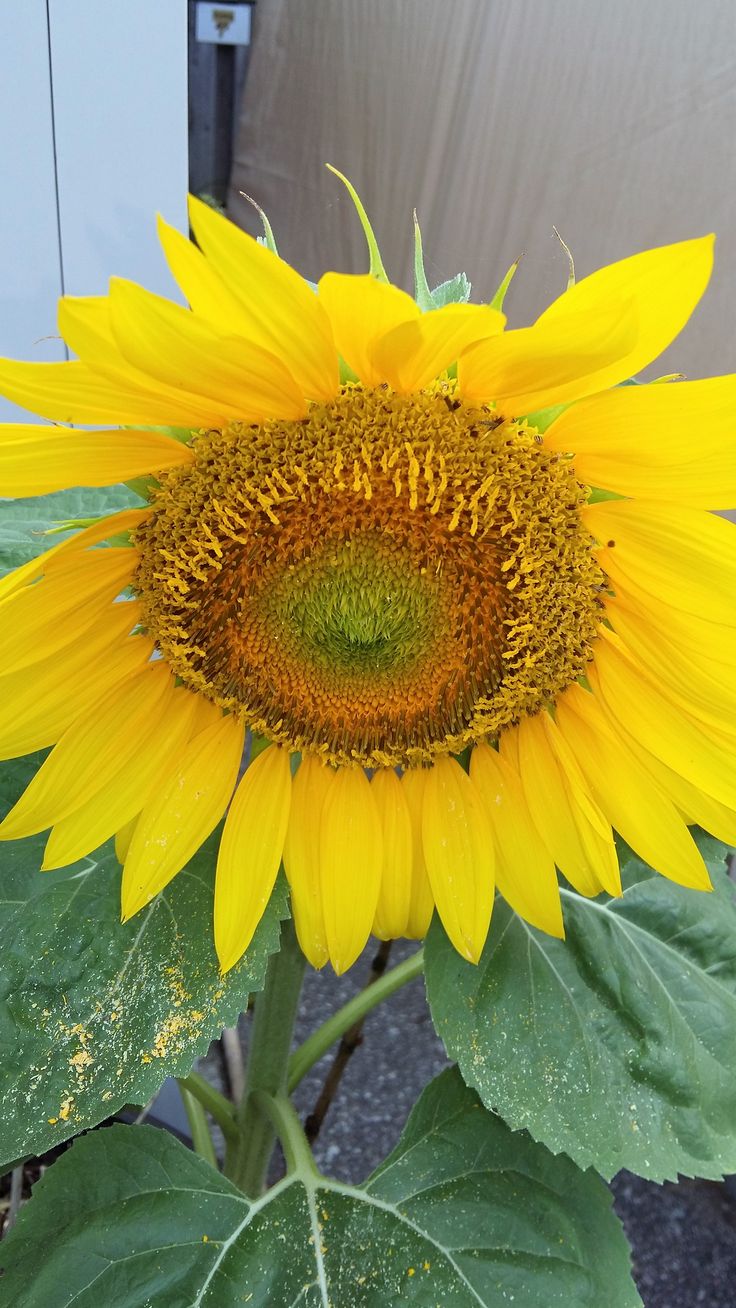 a large yellow sunflower with green leaves