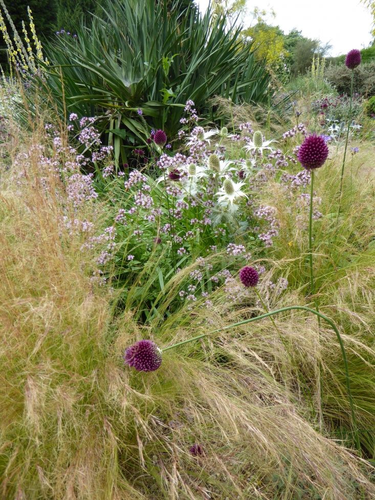 some very pretty flowers and grass in a field