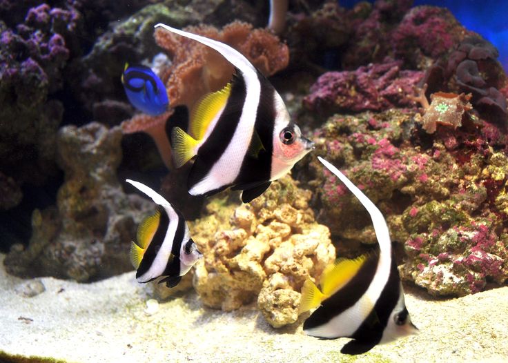 two black and white fish in an aquarium with corals on the bottom right side