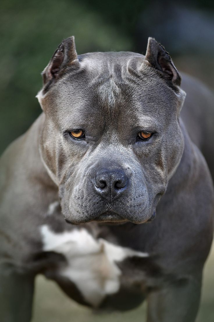 a close up of a dog with an intense look on it's face and chest