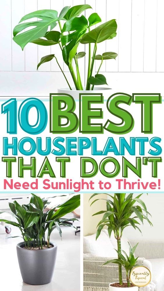 the top 10 best houseplants that don't need sunlight to thive