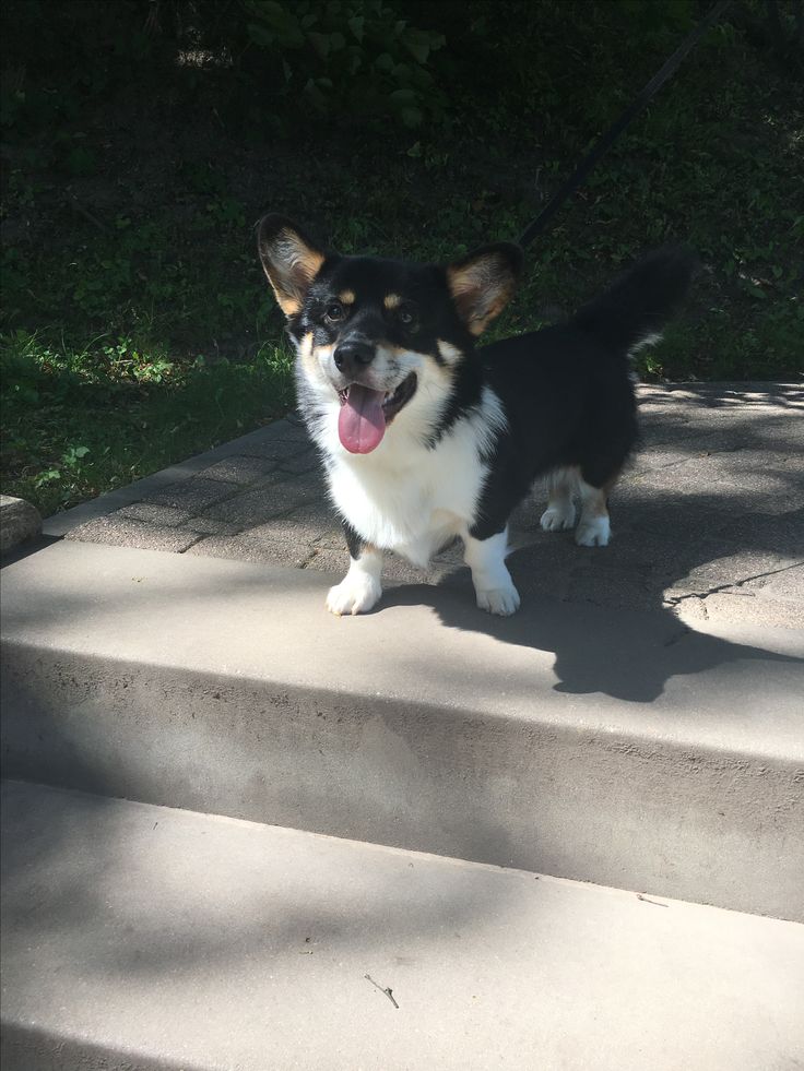 a small black and white dog standing on some concrete steps with its tongue hanging out