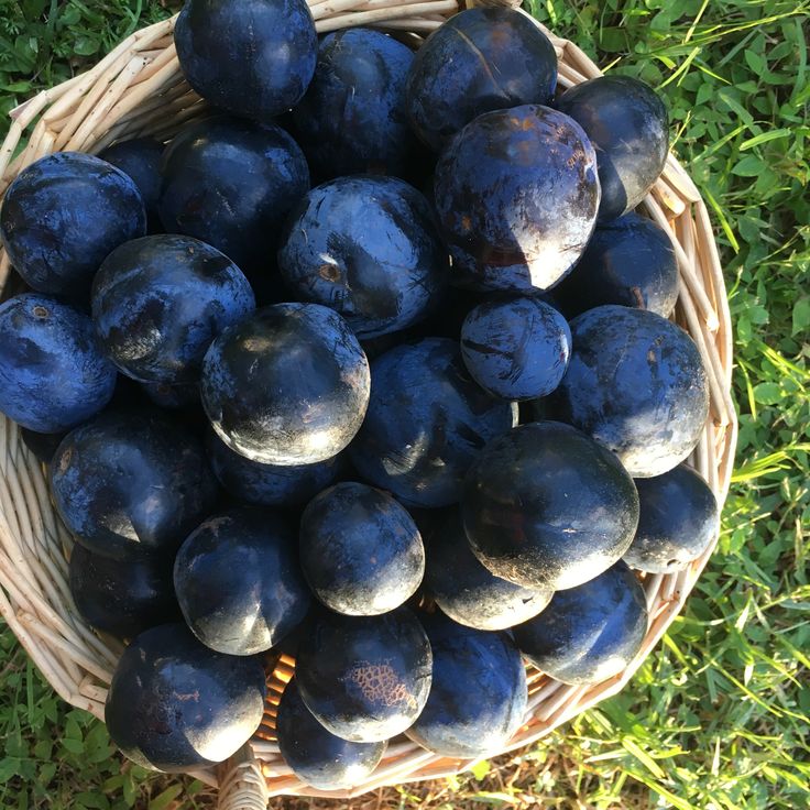 a basket full of plums sitting on the grass