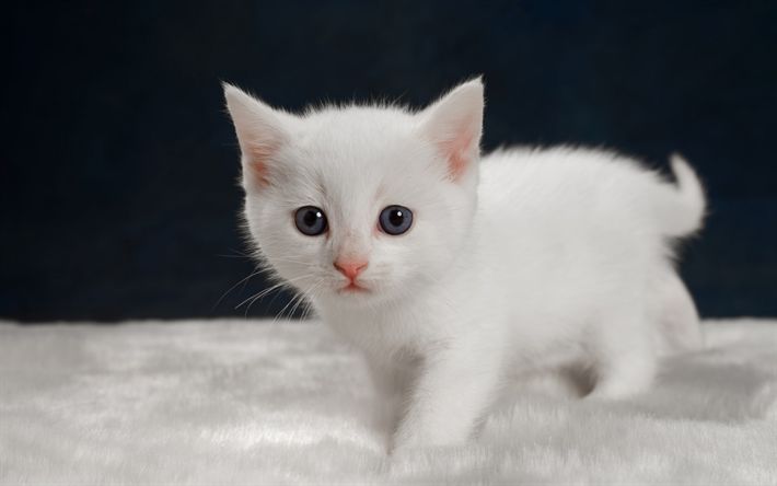 a small white kitten with blue eyes walking on a fluffy blanketed surface in front of a dark background