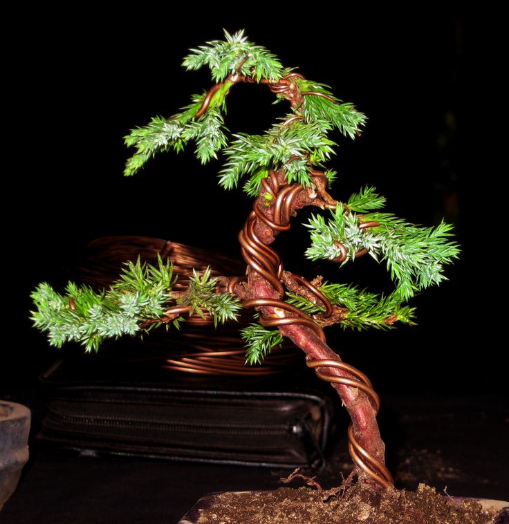 a bonsai tree in a pot on a table