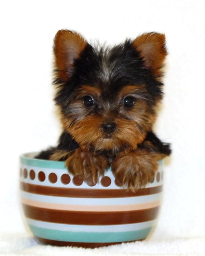 a small dog is sitting in a bowl