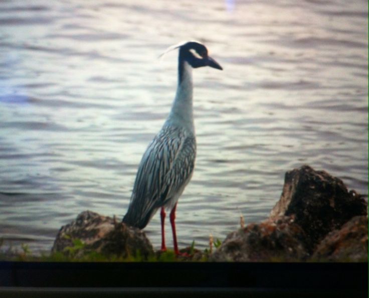 a bird is standing on some rocks by the water and looking at something in the distance