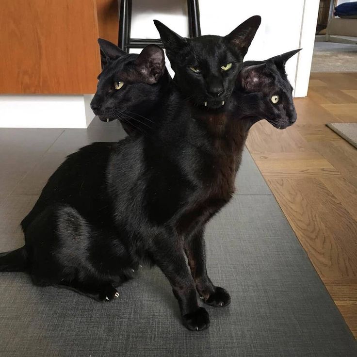 three black cats sitting on top of a rug