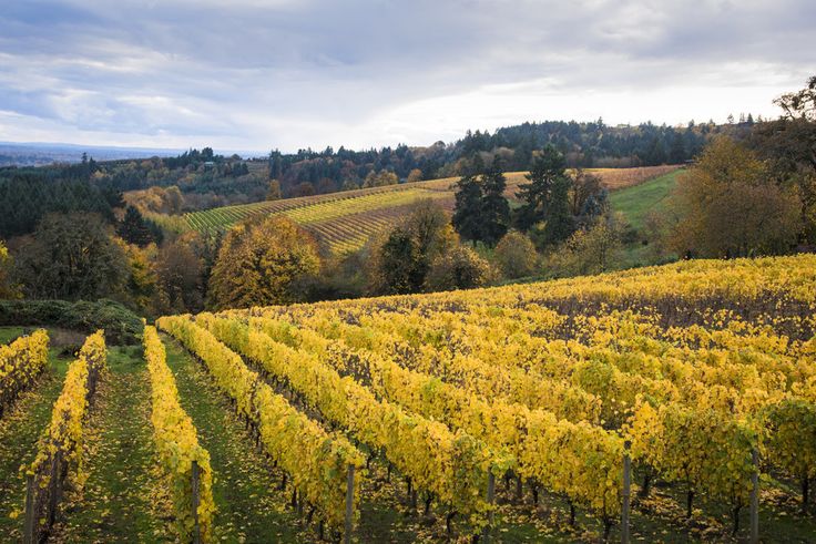 a vineyard in autumn with yellow leaves on the vines and green grass, surrounded by trees