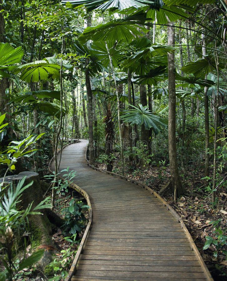 a wooden path through the jungle with lots of trees and plants on either side of it