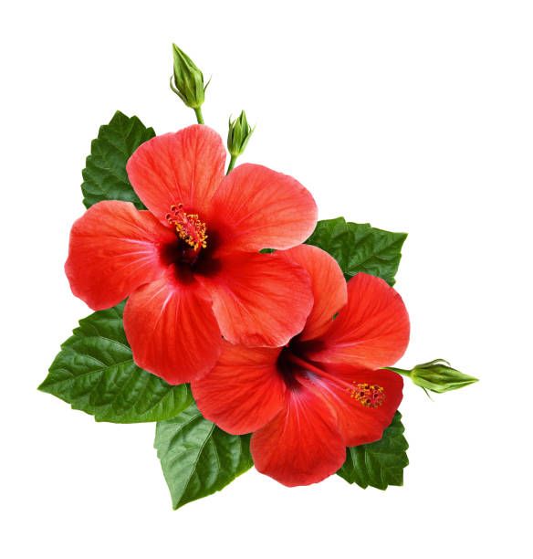 White Hibiscus Stock Photos, Pictures & Royalty-Free Images - iStock ...