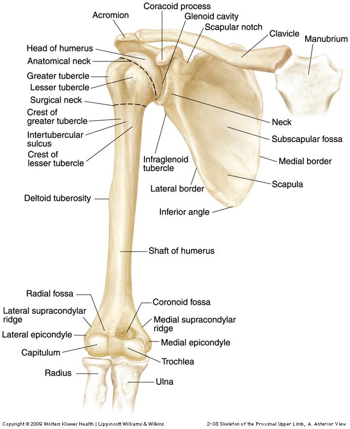 Shoulder parts | Shoulder anatomy, Anatomy bones, Human anatomy and ...