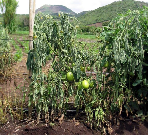 several green tomatoes growing on the vine in an open field with mountains in the background