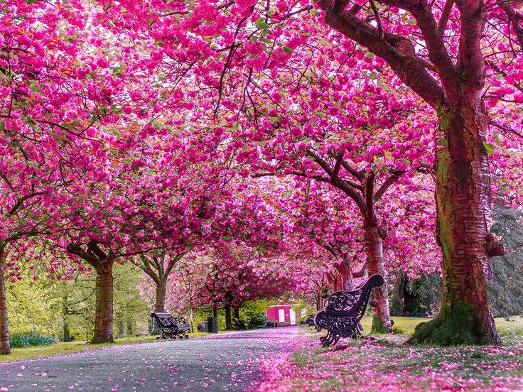 pink flowers are blooming on the trees lining this street in an area with benches