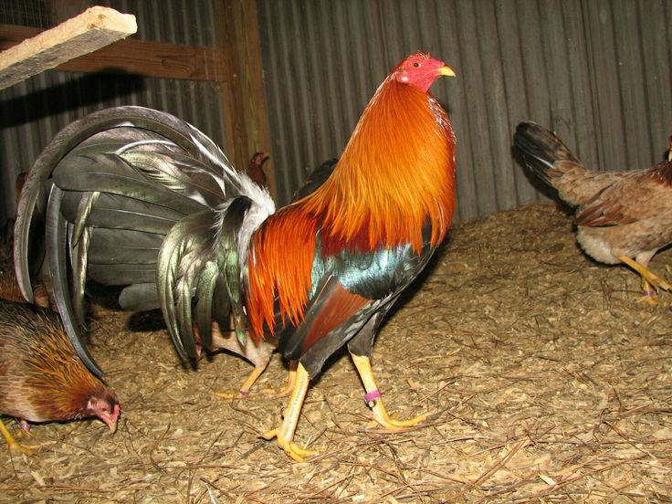 two roosters are walking around in the hay