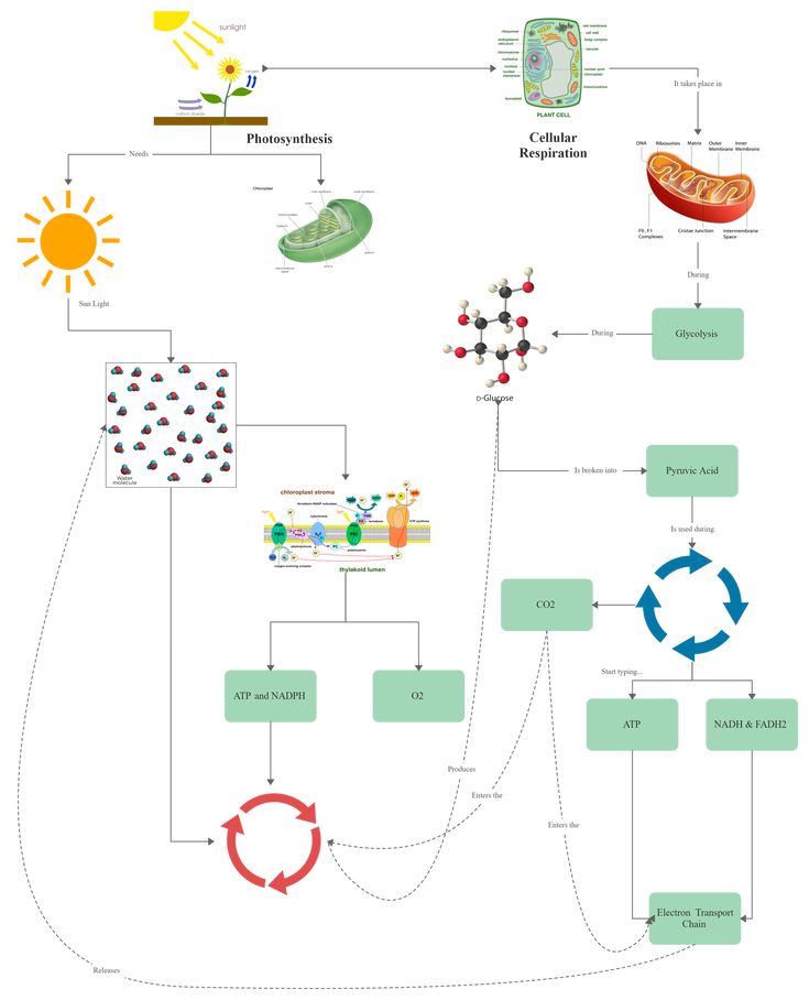 Cellular Respiration Concept Map Template Science Concept Map, Respiration Diagram, Concept Mapping, Concept Map Template, Photosynthesis And Cellular Respiration, Concept Maps, Electron Transport Chain, Plant Activities, Cellular Respiration