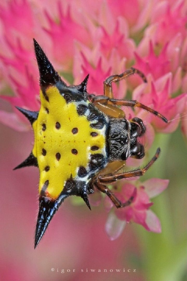 a yellow and black bug sitting on top of a pink flower