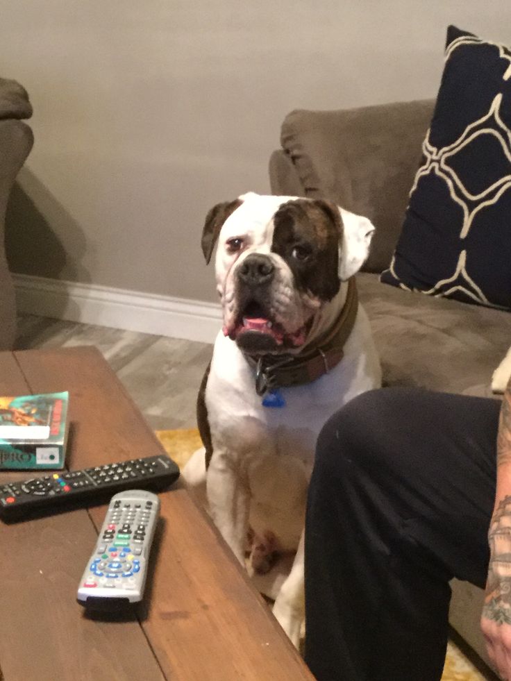 a dog sitting on a couch next to a table with remote controls in front of it