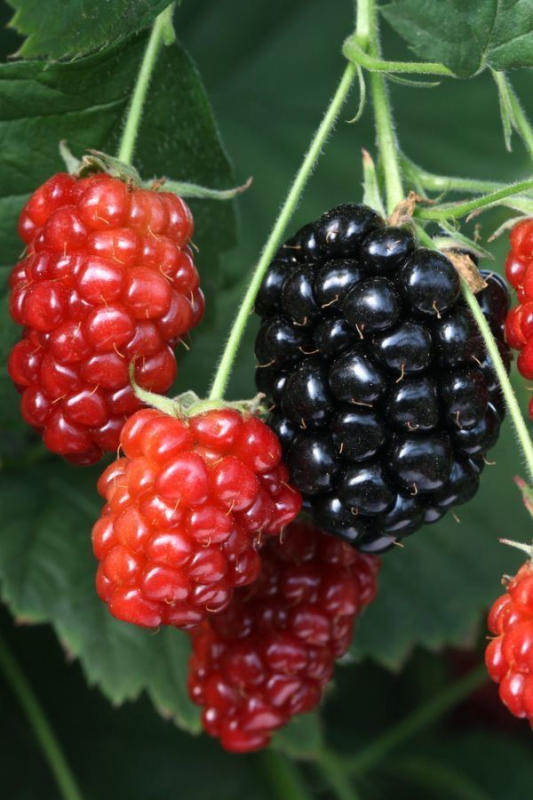 blackberries and raspberries hanging from a tree