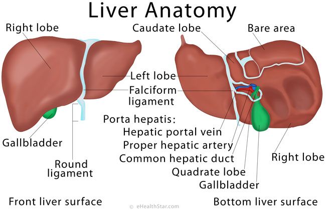 Liver Anatomy Posterior