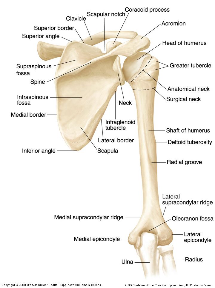 Imagini pentru scapula coracoid process | Human bones anatomy, Anatomy ...