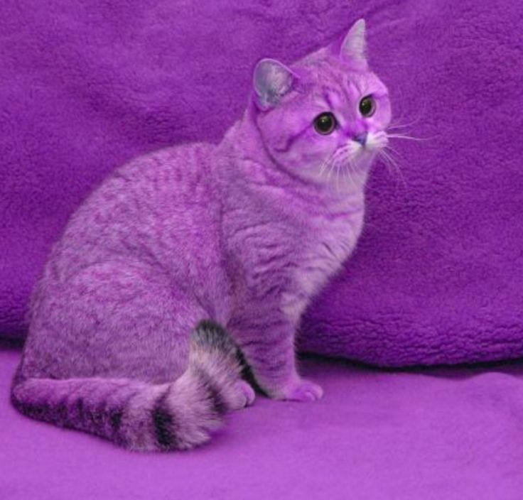 a cat sitting on top of a purple blanket